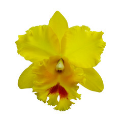 Yellow Orchid [Cattleya] isolated on white background