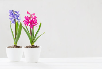 hyacinth in pot on white background