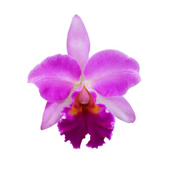 Purple Orchid [Cattleya] isolated on white background