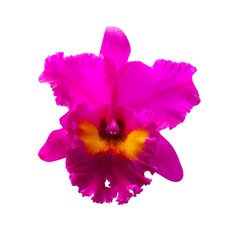 Purple Orchid [Cattleya] isolated on white background