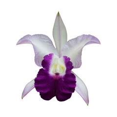 White Orchid [Cattleya] isolated on white background