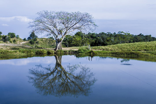 REFLEJO DE &Aacute;RBOL 