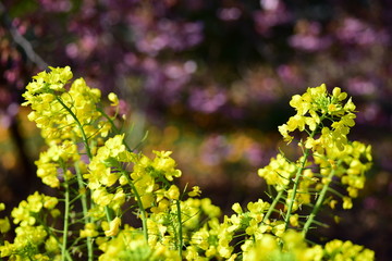菜の花