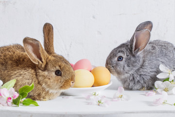 bunny with easter eggs on white background