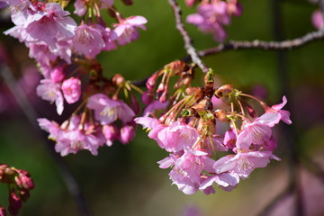 Obraz premium 河津桜