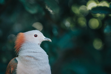 Dove