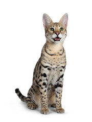 Cool young adult Savannah F1 cat, sitting up facing front. Looking at camera with green eyes. Isolated on white background. Mouth open / panting / showing tongue.