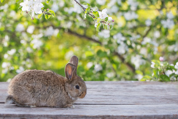 little rabbit in spring orchard