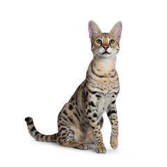Obraz premium Cool young adult Savannah F1 cat, sitting half side ways facing front. Looking above camera with green eyes. Isolated on white background. One paw lifted from ground. Tail behind body. 