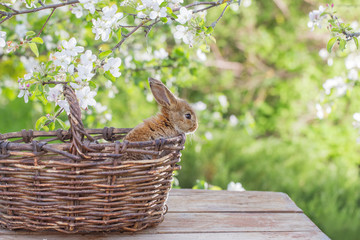 little rabbit in spring orchard