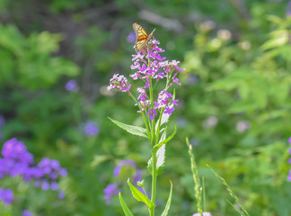 Butterfly in Spring on flower