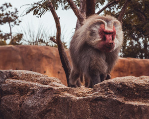 Baboon