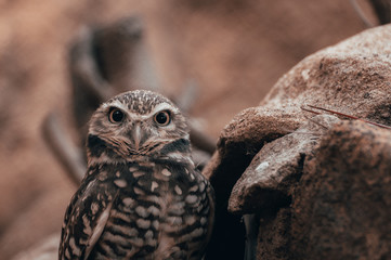 Owl