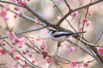 エナガ　Long-tailed tit