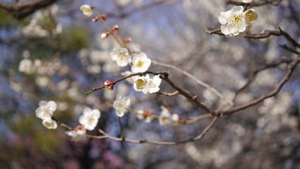 白い梅の花(満開とつぼみ)