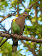 Paloma en árbol