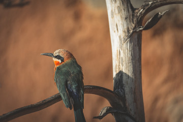 Bird