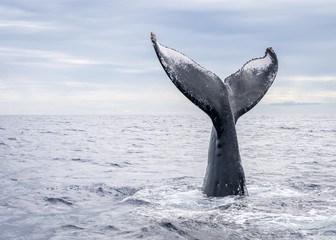 Humpback Whale Vertical Tail Breach © LinedPhotography