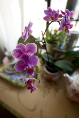 orchids in a vase