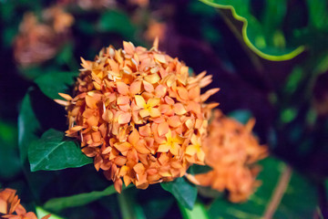 Ixora Coccinea Jacqueline (Jungle Flame, Jungle Geranium, Flame of the Woods, Needle Flower, and West Indian Jasmine)  with salmon orange blooms and evergreen foliage. Natural Plant and Flower Concept