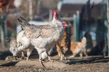 Hühner auf dem Bauernhof