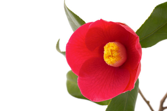 椿の花