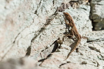 Lizard on the rocks
