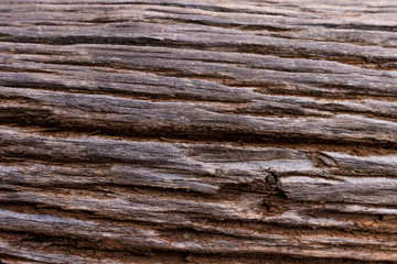 dead tree close up