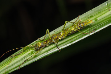 Beautiful Stick Insect on the green leaves isolated on black