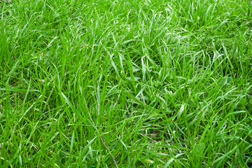 Green spring grass background