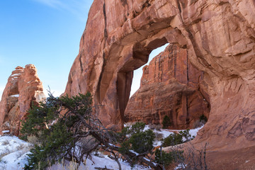 pine tree arch