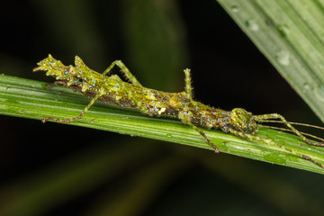 Beautiful Stick Insect on the green leaves isolated on black