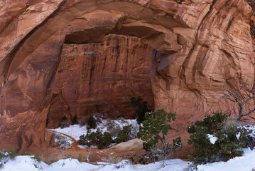 pine tree arch