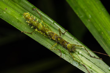 Beautiful Stick Insect on the green leaves isolated on black