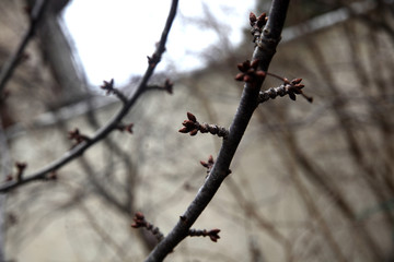 A tree branch in spring 