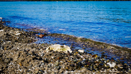 Obraz premium Seaside Shells