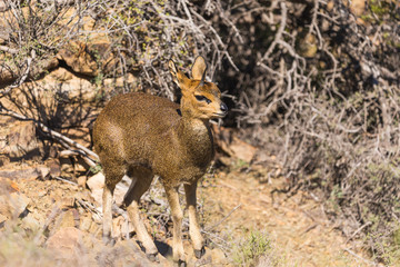 Klipspringer antelope (Oreotragus oreotragus)