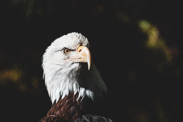 Eagle
