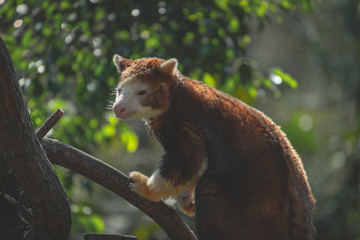 Tree Kangaroo
