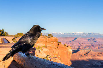 raven in Utah - Powered by Adobe