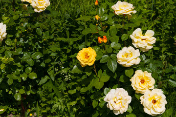 Bush of yellow roses in the summer garden
