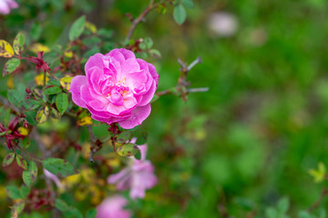 selective focus photography of  several coral roses 