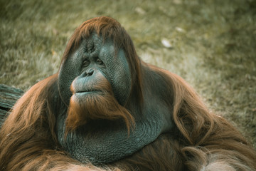 Orangutan
