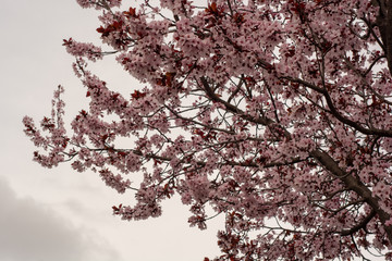 cherry tree blossom on white background