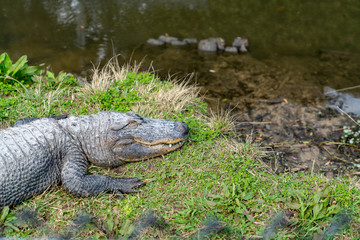 Crocodile Dreams
