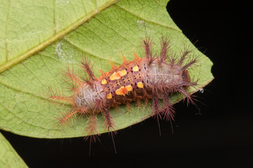 beautiful caterpillar on green leaves isolated on black