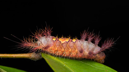 beautiful caterpillar on green leaves isolated on black
