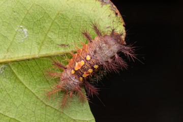 beautiful caterpillar on green leaves isolated on black