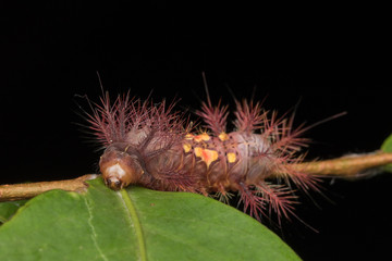 beautiful caterpillar on green leaves isolated on black
