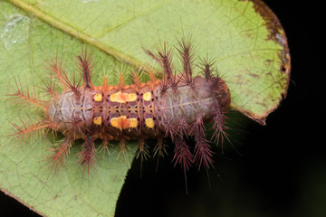 beautiful caterpillar on green leaves isolated on black
